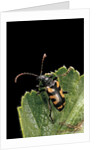Brachyta borni (long-horned beetle) by Anonymous