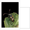 Brachyta borni (long-horned beetle) by Anonymous