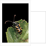 Brachyta borni (long-horned beetle) by Anonymous
