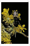 Brachyta interrogationis (long-horned beetle) by Anonymous