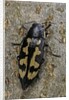Buprestis novemmaculata (jewel beetle) by Anonymous