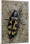 Buprestis novemmaculata (jewel beetle) by Anonymous