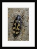 Buprestis novemmaculata (jewel beetle) by Anonymous