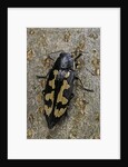 Buprestis novemmaculata (jewel beetle) by Anonymous