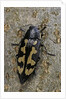 Buprestis novemmaculata (jewel beetle) by Anonymous