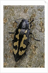 Buprestis novemmaculata (jewel beetle) by Anonymous