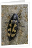 Buprestis novemmaculata (jewel beetle) by Anonymous