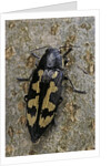 Buprestis novemmaculata (jewel beetle) by Anonymous