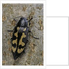 Buprestis novemmaculata (jewel beetle) by Anonymous