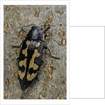 Buprestis novemmaculata (jewel beetle) by Anonymous