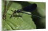 Calopteryx virgo (beautiful demoiselle) - devouring a fly by Anonymous