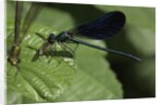 Calopteryx virgo (beautiful demoiselle) - devouring a fly by Anonymous