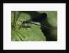 Calopteryx virgo (beautiful demoiselle) - devouring a fly by Anonymous