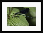 Calopteryx virgo (beautiful demoiselle) - devouring a fly by Anonymous