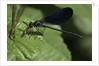 Calopteryx virgo (beautiful demoiselle) - devouring a fly by Anonymous