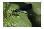 Calopteryx virgo (beautiful demoiselle) - devouring a fly by Anonymous