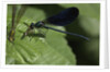 Calopteryx virgo (beautiful demoiselle) - devouring a fly by Anonymous