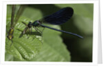 Calopteryx virgo (beautiful demoiselle) - devouring a fly by Anonymous