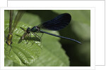 Calopteryx virgo (beautiful demoiselle) - devouring a fly by Anonymous