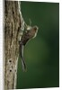 Calopteryx virgo (beautiful demoiselle) - emerging by Anonymous