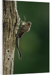 Calopteryx virgo (beautiful demoiselle) - emerging by Anonymous