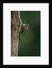 Calopteryx virgo (beautiful demoiselle) - emerging by Anonymous
