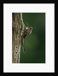 Calopteryx virgo (beautiful demoiselle) - emerging by Anonymous