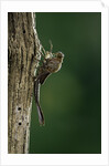 Calopteryx virgo (beautiful demoiselle) - emerging by Anonymous