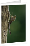 Calopteryx virgo (beautiful demoiselle) - emerging by Anonymous