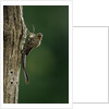 Calopteryx virgo (beautiful demoiselle) - emerging by Anonymous