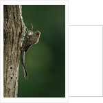 Calopteryx virgo (beautiful demoiselle) - emerging by Anonymous