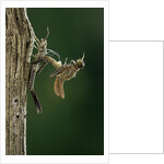 Calopteryx virgo (beautiful demoiselle) - emerging by Anonymous