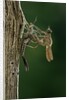 Calopteryx virgo (beautiful demoiselle) - emerging by Anonymous