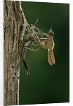 Calopteryx virgo (beautiful demoiselle) - emerging by Anonymous