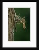 Calopteryx virgo (beautiful demoiselle) - emerging by Anonymous