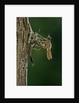 Calopteryx virgo (beautiful demoiselle) - emerging by Anonymous