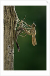 Calopteryx virgo (beautiful demoiselle) - emerging by Anonymous