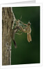 Calopteryx virgo (beautiful demoiselle) - emerging by Anonymous