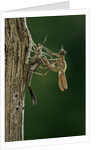Calopteryx virgo (beautiful demoiselle) - emerging by Anonymous