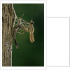Calopteryx virgo (beautiful demoiselle) - emerging by Anonymous