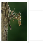 Calopteryx virgo (beautiful demoiselle) - emerging by Anonymous