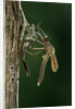 Calopteryx virgo (beautiful demoiselle) - emerging by Anonymous