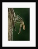 Calopteryx virgo (beautiful demoiselle) - emerging by Anonymous