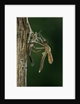 Calopteryx virgo (beautiful demoiselle) - emerging by Anonymous