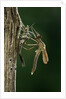 Calopteryx virgo (beautiful demoiselle) - emerging by Anonymous
