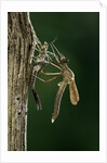 Calopteryx virgo (beautiful demoiselle) - emerging by Anonymous