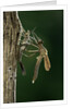 Calopteryx virgo (beautiful demoiselle) - emerging by Anonymous