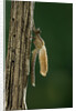 Calopteryx virgo (beautiful demoiselle) - emerging by Anonymous