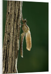Calopteryx virgo (beautiful demoiselle) - emerging by Anonymous
