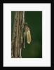 Calopteryx virgo (beautiful demoiselle) - emerging by Anonymous